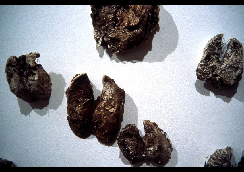 Collection of Hoofcasts,detail, Arnolfini, Bristol, 1997