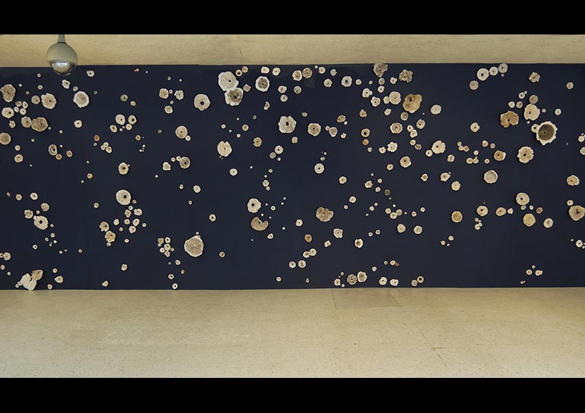 Cosmotic Compost, installation, 415 plaster fungi casts, 2014
