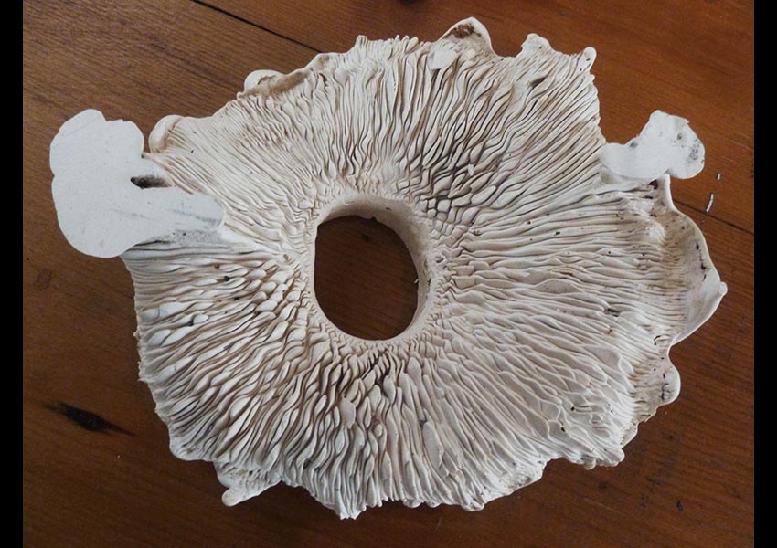 Fungi Cast, plaster, 2014